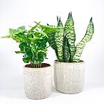 Rustic White Glazed Rustic Planter
