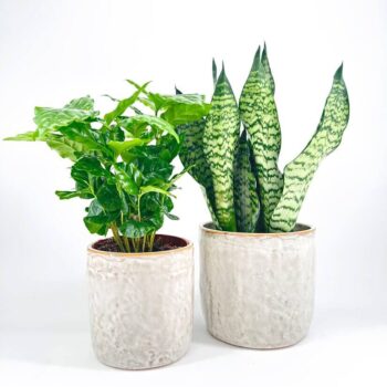 Coffee and snake plants in textured ceramic pots on white surface, enhancing indoor greenery.