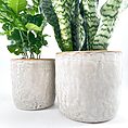 Snake plant and ZZ plant in ceramic pots on white background.