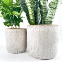 Snake plant and ZZ plant in ceramic pots on white background.