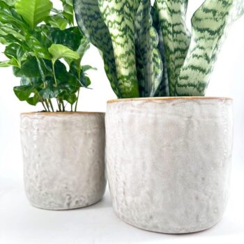 Snake plant and ZZ plant in ceramic pots on white background.