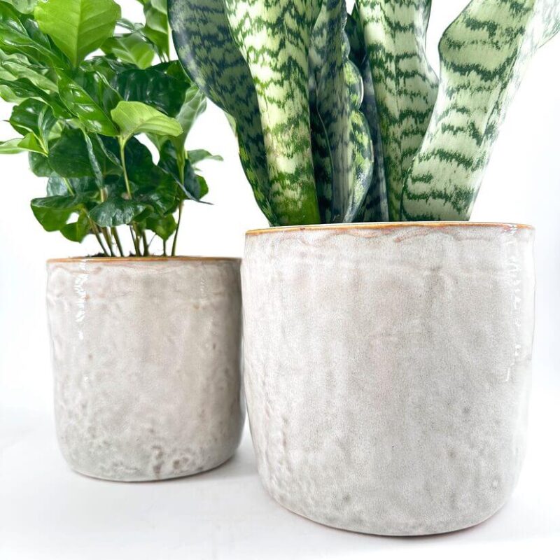 Rustic White Glazed Rustic Planter Snake plant and ZZ plant in ceramic pots on white background.