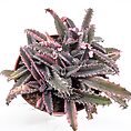 Vibrant succulent in pot with serrated leaves and pink blossoms on white background.