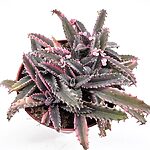 Variegated Kalanchoe Daigremontiana Pink Butterfly