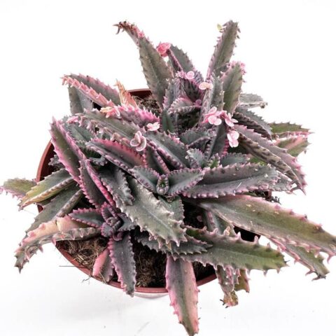 Vibrant succulent in pot with serrated leaves and pink blossoms on white background.