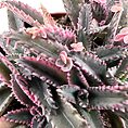 Close-up of pink-edged succulent leaves with serrated borders in an indoor setting.