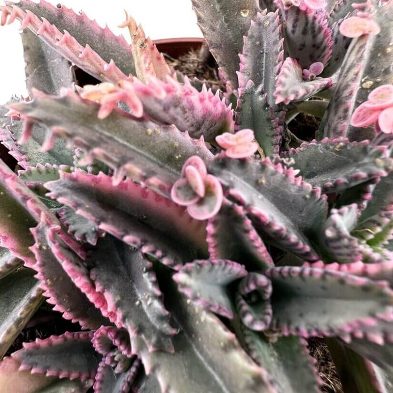 Variegated Kalanchoe Daigremontiana Pink Butterfly Close-up of pink-edged succulent leaves with serrated borders in an indoor setting.