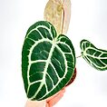 Anthurium Clarinervium