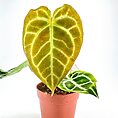 Anthurium Clarinervium