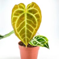 Anthurium Clarinervium