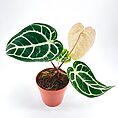 Anthurium Clarinervium