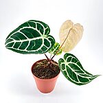 Anthurium Clarinervium