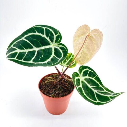 Anthurium Clarinervium