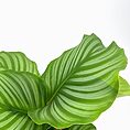 Vibrant Calathea leaves in rich green tones against a bright white background.