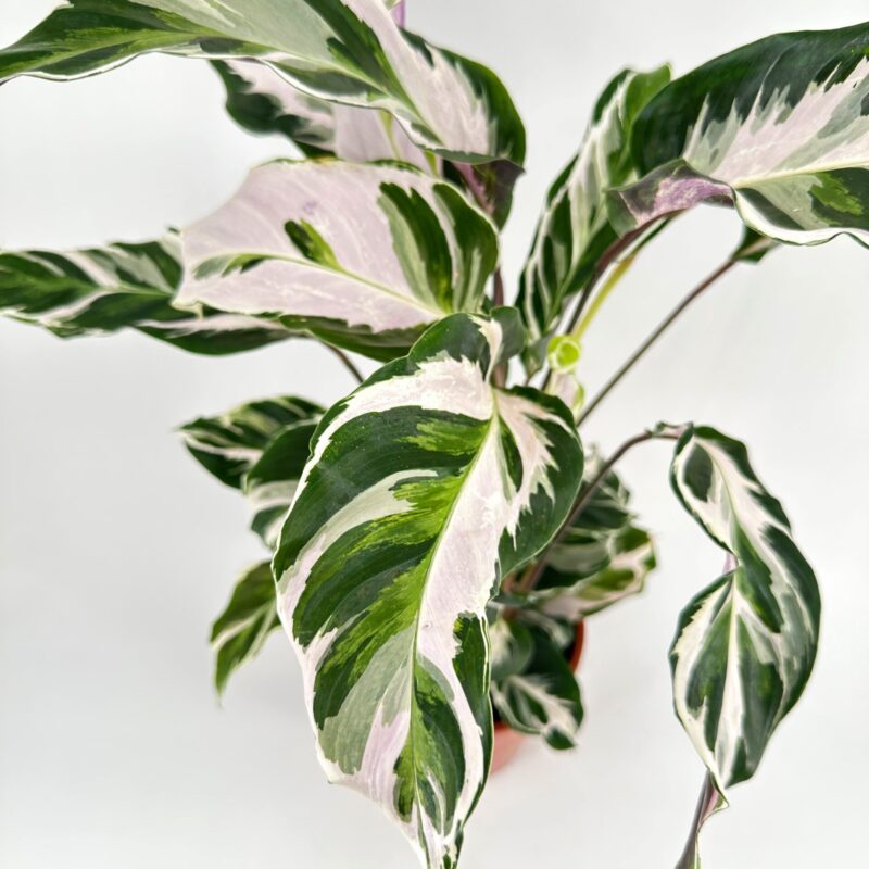 Calathea White Fusion Prayer Plant Calathea White Fusion Prayer Plant