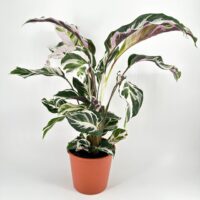 calathea-white-fusion-variegated-houseplant-terracotta