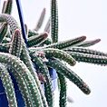 Rat Tail Cactus, Chamaecereus Luisramirezii, flowering succulent plant in natural habitat.