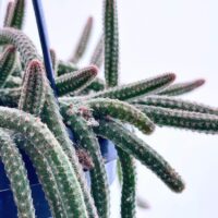 Rat Tail Cactus, Chamaecereus Luisramirezii, flowering succulent plant in natural habitat.
