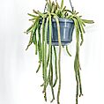 Rat Tail Cactus Chamaecereus Luisramirezii in Bloom, Succulent Plant Close-Up Image.
