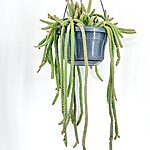 Chamaecereus Luisramirezii Rat Tail Cactus