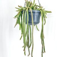 Rat Tail Cactus Chamaecereus Luisramirezii in Bloom, Succulent Plant Close-Up Image.