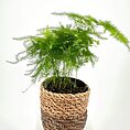 Lush green plant in decorative pot on white pedestal, enhancing modern interior decor.