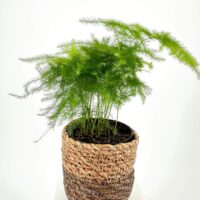 Lush green plant in decorative pot on white pedestal, enhancing modern interior decor.