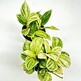 Glossy green and white striped leaves in black pot on white background.