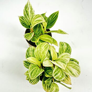 Glossy green and white striped leaves in black pot on white background.
