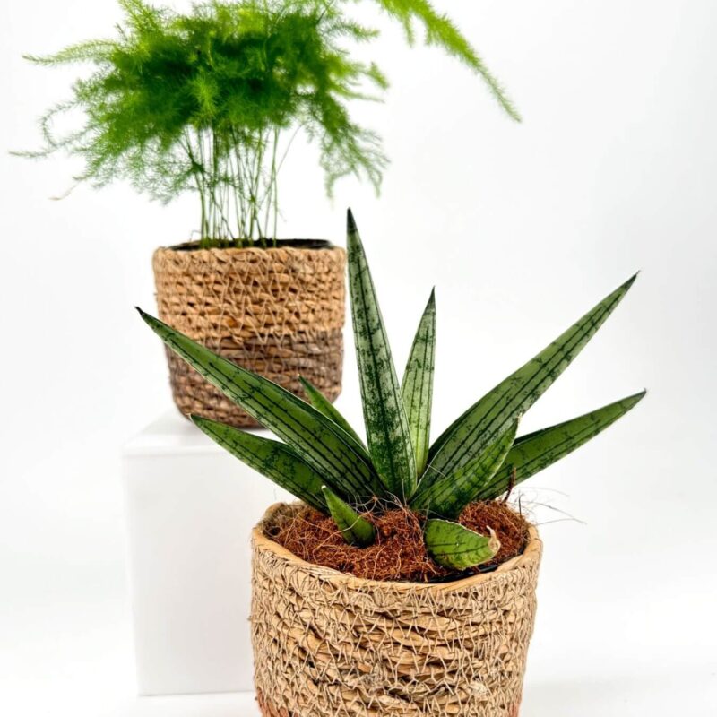 Harmony of Elegant Houseplants in Woven Pots Potted snake plant and fern on white background, showcasing natural beauty and texture.
