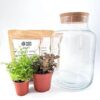 Classic Terrarium Starter Kit DIY