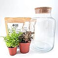 terrarium kit