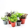 terrarium plants