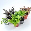 terrarium plants