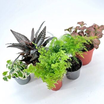 Tropical Terrarium Plants Bundle
