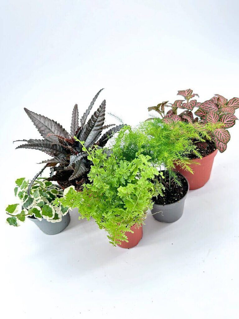 Tropical Terrarium Plants Bundle