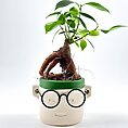 bonsai geek