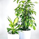 White Glazed Classic Planter Medium Large Size