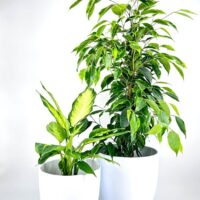 ficus