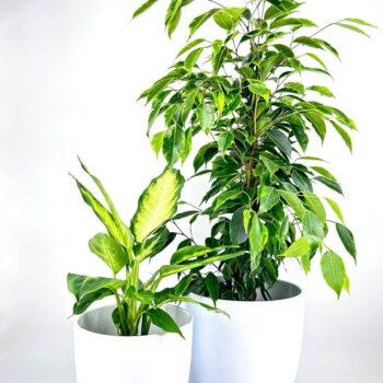 White Glazed Classic Planter Medium Large Size
