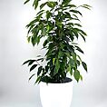 ficus