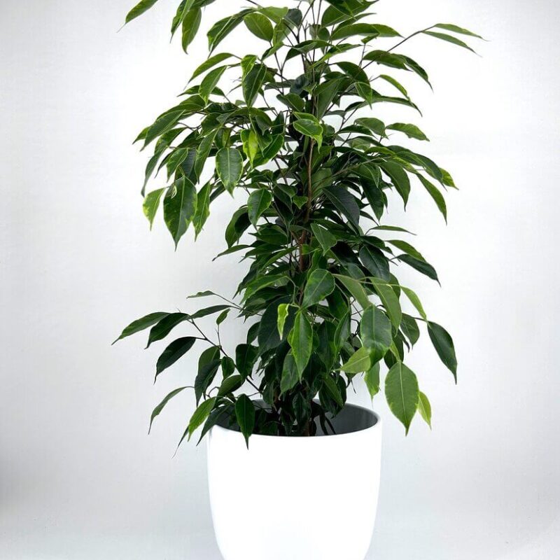 ficus ficus