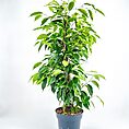 ficus