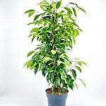 Ficus Benjamina Ansastasia Weeping Fig Plant