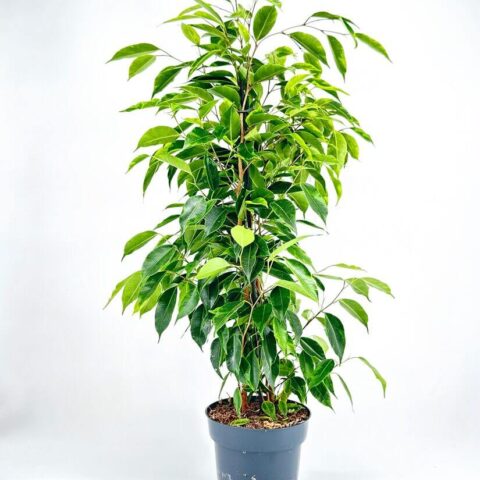 ficus