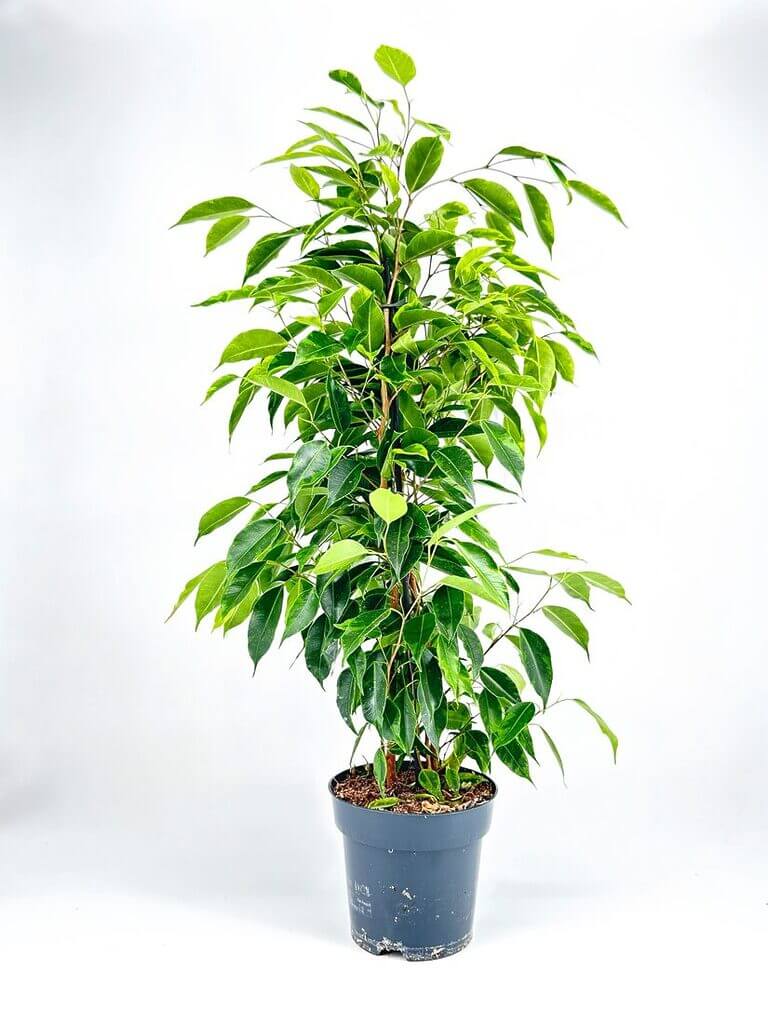 Ficus Benjamina Ansastasia Weeping Fig Plant