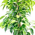 ficus