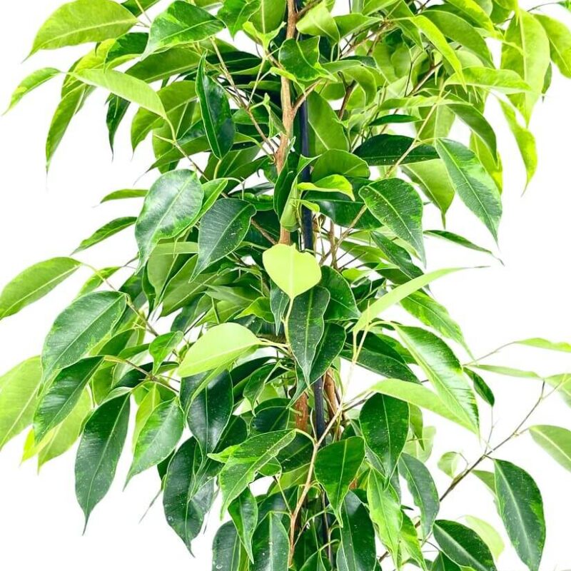 ficus ficus