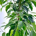 ficus