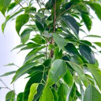 ficus